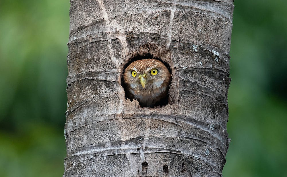 Exploring the Fascinating World of Wild Imagination: What Does it Really Mean?