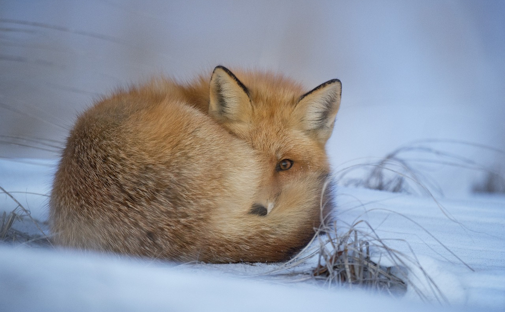 Exploring the Fascinating World of Wild Imagination: What Does it Really Mean?